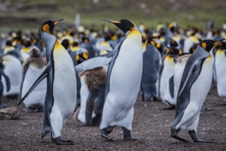 King penguins (Aptenodytes patagonicus), fighting over breeding partners during courtship,
