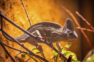 A chameleon (Chamaeleonidae) moves on branches, sunlight and shadow at play, Erfurt, Thuringia,