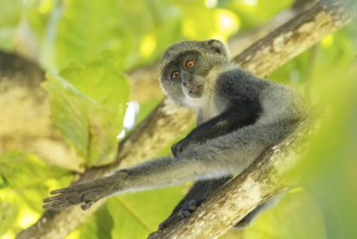 White-throated Monkey (cercopithecus albogularis) in a tree, Kenya, Africa