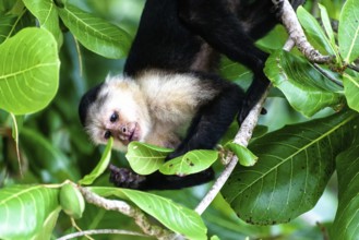 Cebu monkey in a tree in the jungle in Central America