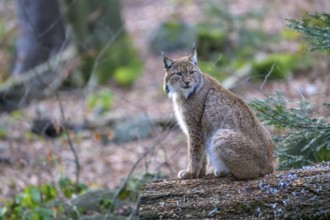 A lynx (Lynx lynx) sits quietly on a tree trunk in a peaceful, wintry forest, Captive, Bavaria,