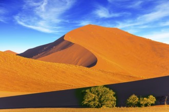 Several small plants and bushes in a vast desert. Orange, purple and yellow dunes of the Namib