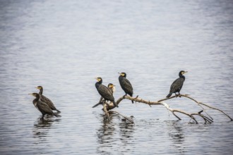 Fantastic winter dawn in Hula Nature Reserve, Upper Galilee, Israel. Migratory cormorants wintering