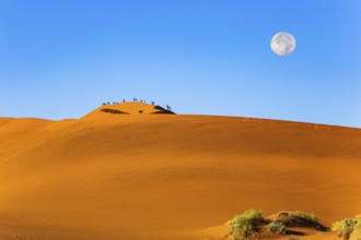 The huge moon is visible low above the horizon. Huge scenic red and orange sand dunes. Namibia.