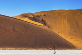Namib-Naukluft National Park. Orange-gold sand dunes around the dried up lake. On the crest of the