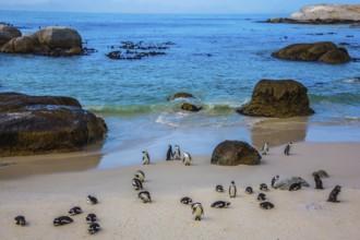 Boulders Penguin Colony in the Table Mountain National Park, Africa. The concept of active and