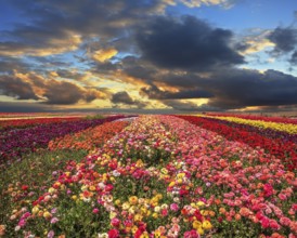 Buttercups blooming garden. Farmers field with flowers grown for export sales. Spring cloud