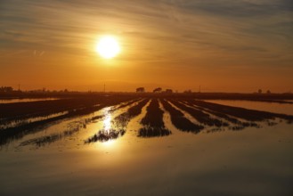 Delta del Ebro Ebre sunset in Deltebre of Tarragona at Catalonia spain