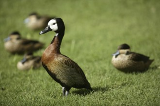 White faced Whistling duck from Madagascar with white neck feathers over the grass