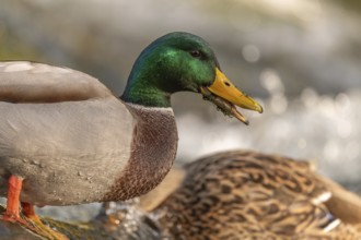 Male mallard (Anas platyrhynchos) duck looking for food in a river. Thann, Haut-Rhin, Collectivite