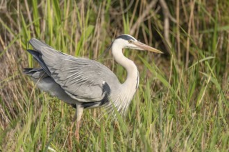 Grey heron (Ardea cinerea) resting in a reed bed. Saintes Maries de la Mer, Parc naturel regional