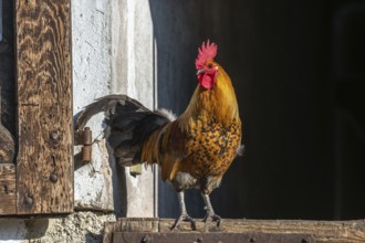 Farmyard rooster perched on a gate in an educational farm. The AGF Educational Farm in Rhinau in
