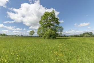 Green and sunny meadow on a spring day. Bas-Rhin, Collectivite europeenne d'Alsace, Grand Est,