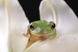 Green frog inside a flower petals