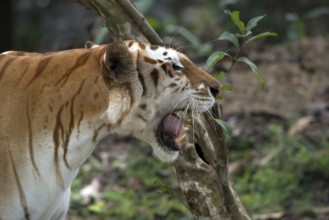 Rare golden tiger in their environment
