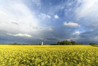Rapeseed fields after the rain in the French countryside in early spring