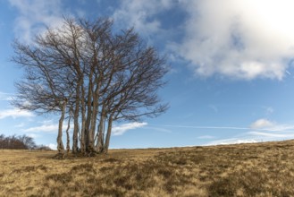 Summits of the Vosges landscape in Winters. France