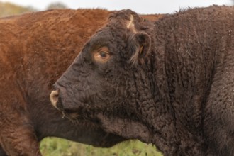 Salers bull in a pasture. France