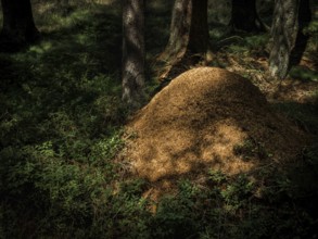 Ants on anthills in the forest