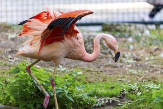 Flamingo spreads its pink wings elegantly and leaves, Straubing Zoo, . Lower Bavaria