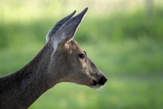 Roe deer in graß, Capreolus capreolus. Wild roe deer in spring nature