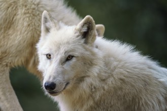 Arctic wolf (Canis lupus arctos), also known as the white wolf or polar wolf