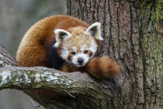 Red panda (Ailurus fulgens) on the tree. Cute panda bear in forest habitat