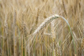 Wheat field. Golden ears of wheat on the field. Background of ripening ears of meadow wheat field.