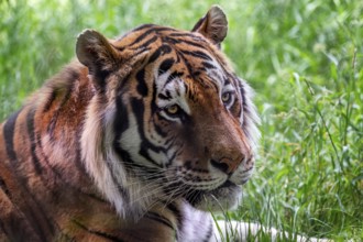 Front view of Siberian tiger lying in the grass. Panthera tigris altaica