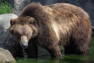 Kamchatka bear in water. (Ursus arctos beringianus)