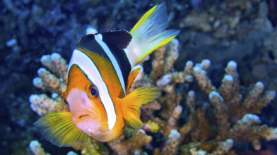 Clark?s Anemonefish, Amphiprion clarkii, Clownfish, Anemonefish, Damselfish, Coral Reef, Lembeh,