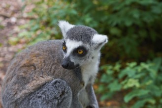 Ring tailed lemur outdoor forest image