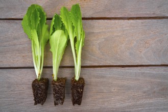 Lettuces seedlings sporuts ready for plant in an orchard garden