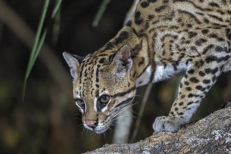 Ocelot (Leopardus pardalis), animal portrait, at night, Pantanal, inland, wetland, UNESCO Biosphere