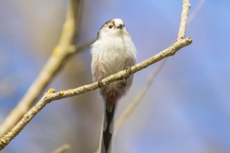 Long-tailed tit on branch (Aegithalos caudatus) Cute little Bird