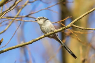 Long-tailed tit on branch (Aegithalos caudatus) Cute little Bird