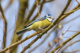 Blue tit on branch, Eurasian blue tit, (Cyanistes caeruleus)
