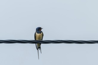 Barn Swallow on a Wire (Hirundo rustica)