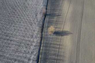 Poplar trees in row countryside Early Spring. Top View
