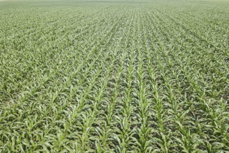 Aerial view of a green corn field. Corn Aerial
