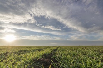 Wheat seedlings growing in a field. Young green wheat growing in soil