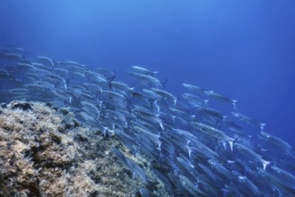 Fish School Underwater, Fish underwater background (Mugil cephalus) Flathead grey mullet