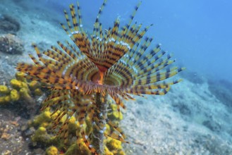 Tubeworm underwater (Sabella spallanzanii) Underwater Sea Life