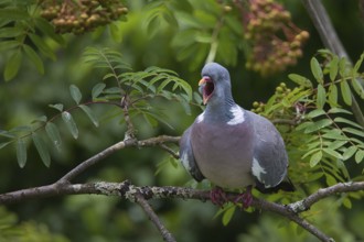 Wood pigeon (Columba palumbus), yawning, in a tree, Baden-Württemberg, Germany, Europe