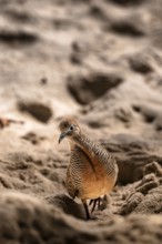 Bird standing in the sand with blurred background, Praslin, Seychelles, Africa