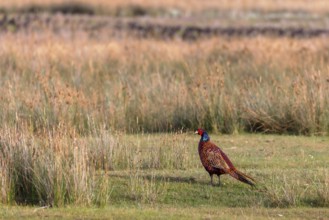 Pheasant (Phasianus colchicus) on the salt marshes on Juist, East Frisian Islands, Germany, Europe