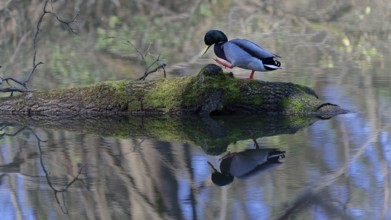 Mallard walking on a mossy log reflected in the calm water, (Anas platyrhynchos), Rosenau,