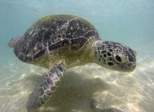 Large sea turtle underwater close-up