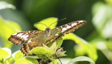 The Clipper Butterfly