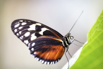 Longwing Butterfly